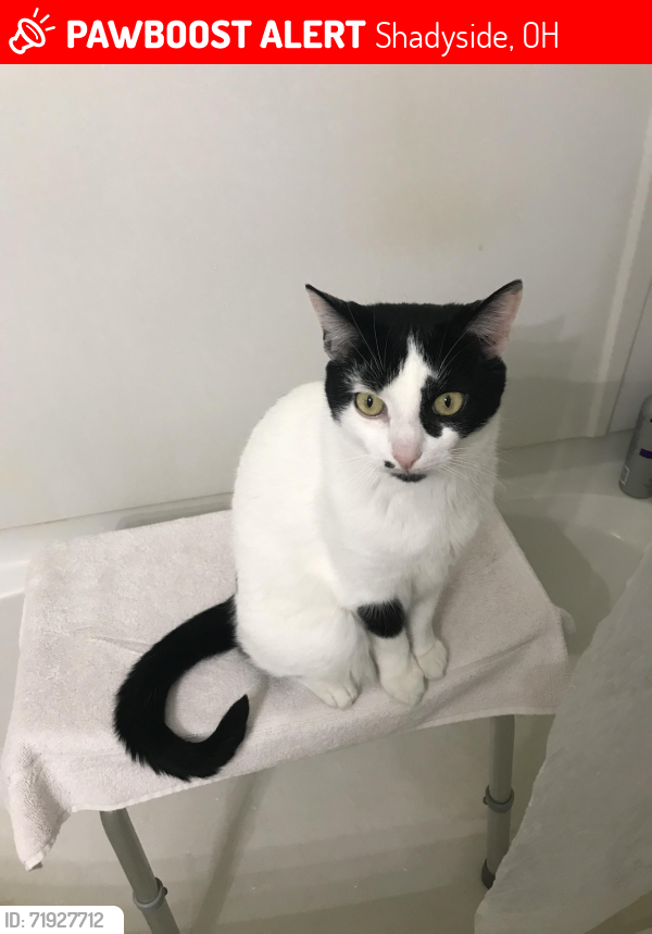 Lost Male Cat last seen Lincoln Ave Shadyside High School , Shadyside, OH 43947