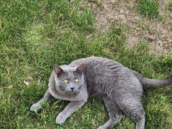Lost Male Cat last seen Near and 57th, Loveland, CO 80538