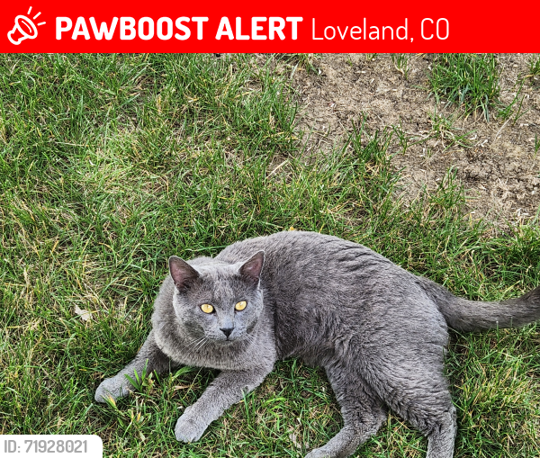 Lost Male Cat last seen Near and 57th, Loveland, CO 80538