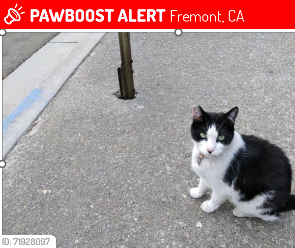 Lost Male Cat last seen Near Greenpark Drive  Irvington Library, Fremont, CA 94538