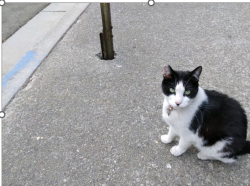 Lost Male Cat last seen Near Greenpark Drive  Irvington Library, Fremont, CA 94538
