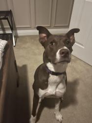 Lost Female Dog last seen W Sahara/Cimmaron, Las Vegas, NV 89117