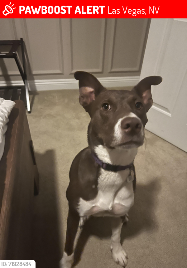 Lost Female Dog last seen W Sahara/Cimmaron, Las Vegas, NV 89117
