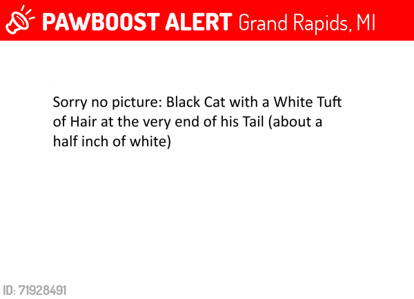 Lost Male Cat last seen 58th Street SE & Jefferson, Grand Rapids, MI 49548