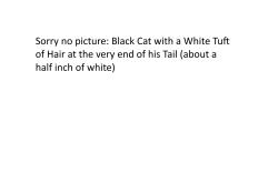 Lost Male Cat last seen 58th Street SE & Jefferson, Grand Rapids, MI 49548