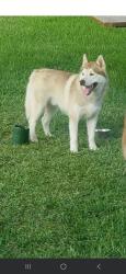 Lost Male Dog last seen Streets behind kroger, Houston, TX 77015