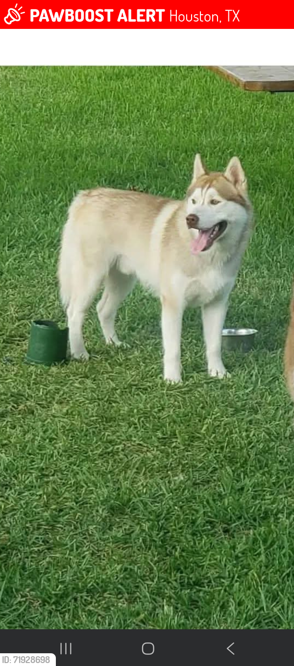 Lost Male Dog last seen Streets behind kroger, Houston, TX 77015