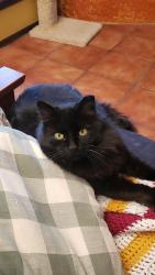 Lost Female Cat last seen acacia and Brahma NW, Albuquerque, NM 87120