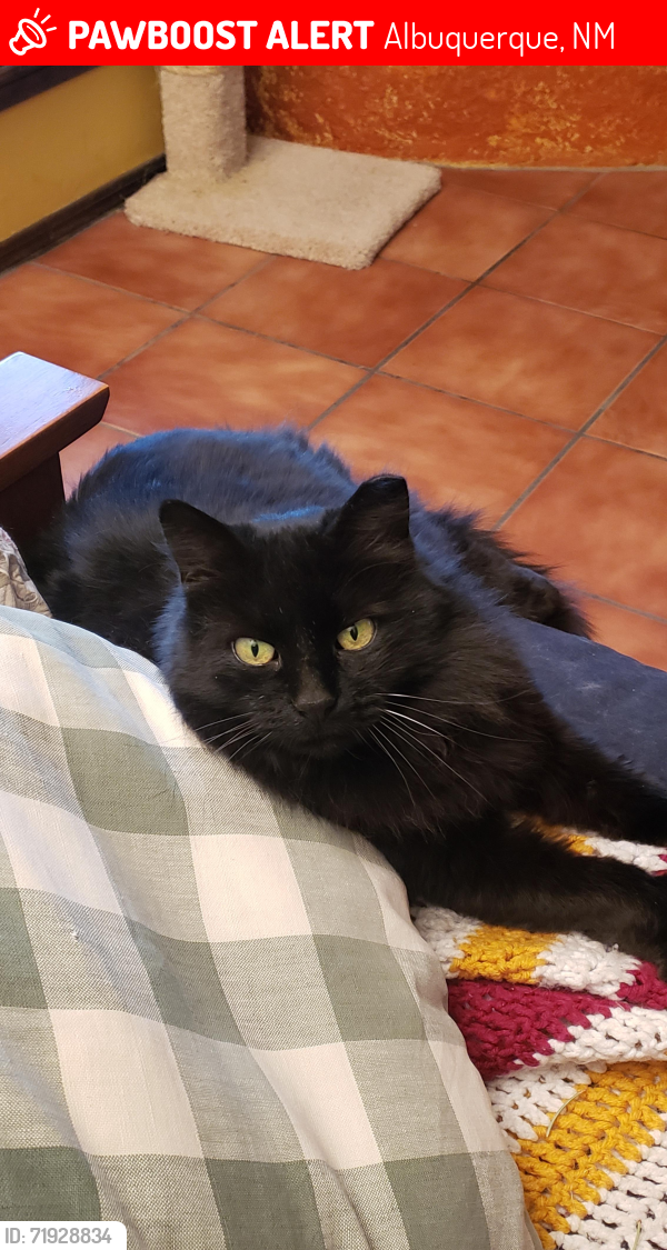 Lost Female Cat last seen acacia and Brahma NW, Albuquerque, NM 87120