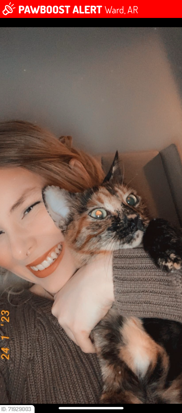 Lost Female Cat last seen Highway 70 ward Arkansas, Ward, AR 72176