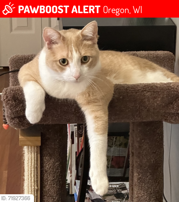 Lost Male Cat last seen Near Rinpoche lane oregon wi 53575, Oregon, WI 53575