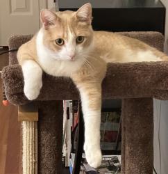 Lost Male Cat last seen Near Rinpoche lane oregon wi 53575, Oregon, WI 53575