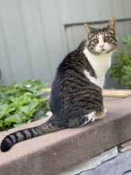 Lost Female Cat last seen Comstock Park/33rd Ave & Jefferson Dr. , Spokane, WA 99203