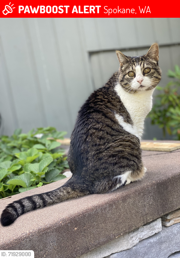 Lost Female Cat last seen Comstock Park/33rd Ave & Jefferson Dr. , Spokane, WA 99203