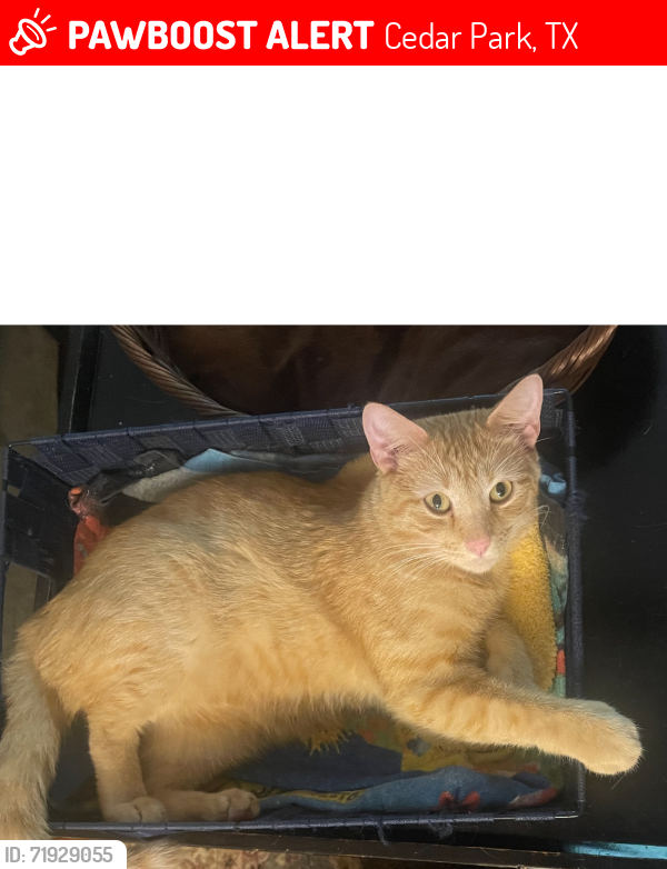Lost Male Cat last seen Petunia, Cedar Park, TX 78613
