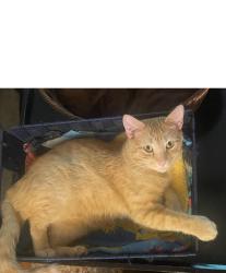 Lost Male Cat last seen Petunia, Cedar Park, TX 78613