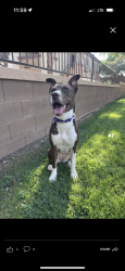 Lost Female Dog last seen Sahara and Cimmaron, Las Vegas, NV 89117