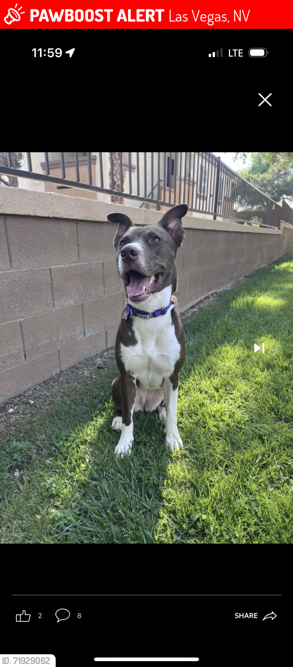 Lost Female Dog last seen Sahara and Cimmaron, Las Vegas, NV 89117