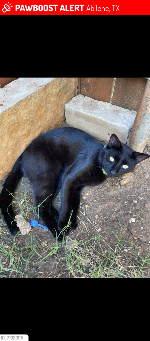 Lost Male Cat last seen Wylie east intermediate school, Abilene, TX 79602