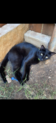 Lost Male Cat last seen Wylie east intermediate school, Abilene, TX 79602