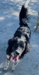 Lost Female Dog last seen Hodges Rd Poolville , Parker County, TX 76487