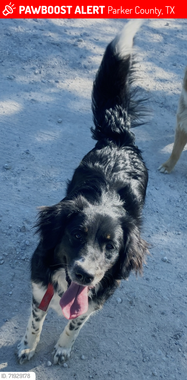 Lost Female Dog last seen Hodges Rd Poolville , Parker County, TX 76487