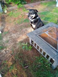 Lost Male Dog last seen 1134haverford, crumlynne pa 19022, Woodlyn, PA 19022