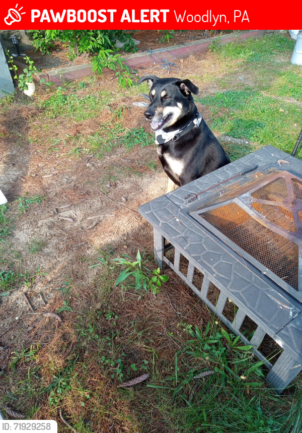 Lost Male Dog last seen 1134haverford, crumlynne pa 19022, Woodlyn, PA 19022