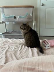 Lost Female Cat last seen Mauds  Hughes Rd, Liberty Township, OH 45069