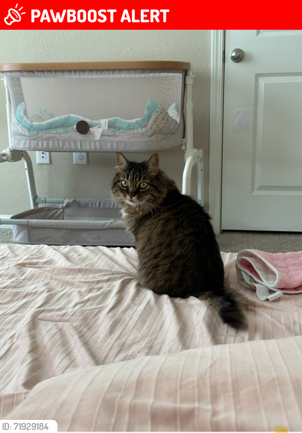 Lost Female Cat last seen Mauds  Hughes Rd, Liberty Township, OH 45069
