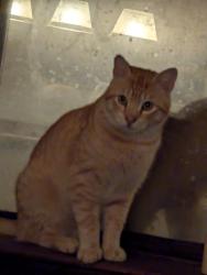 Lost Male Cat last seen Sutter Ln & Camino Mateo, San Marcos, CA 92069