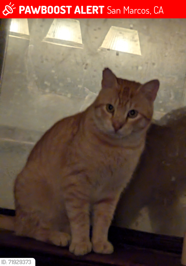 Lost Male Cat last seen Sutter Ln & Camino Mateo, San Marcos, CA 92069