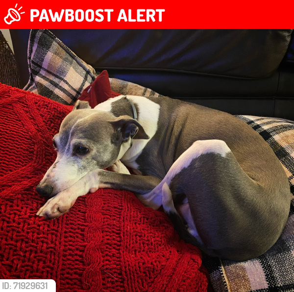 Lost Male Dog last seen Between Coolspring Church and Oak Grove Church, Fairview Township, PA 16137