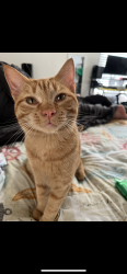 Reunited Male Cat last seen Morgan rd, Lakewood Acres, FL 34669