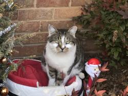 Lost Male Cat last seen Remount Rd, Charlotte, NC 28208