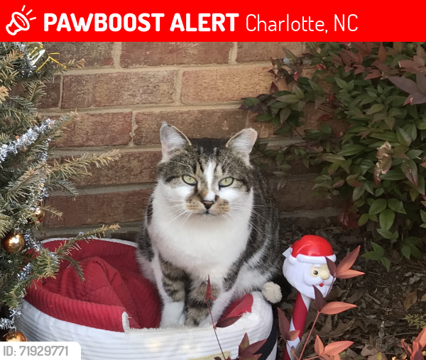 Lost Male Cat last seen Remount Rd, Charlotte, NC 28208