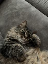 Lost Female Cat last seen Near Liberty W Dr, Liberty twp, OH 45069, Liberty Township, OH 45069