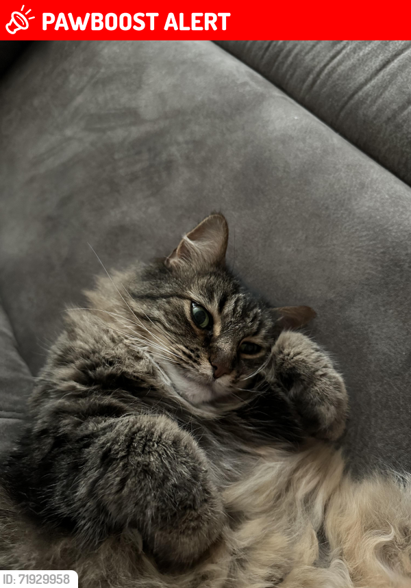 Lost Female Cat last seen Near Liberty W Dr, Liberty twp, OH 45069, Liberty Township, OH 45069