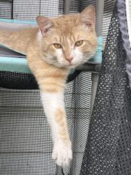 Lost Male Cat last seen Chestnut Ave, and 16th ave, Yakima, WA 98902