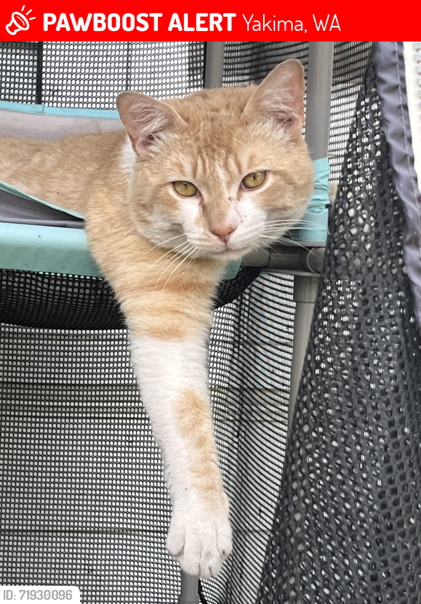 Lost Male Cat last seen Chestnut Ave, and 16th ave, Yakima, WA 98902