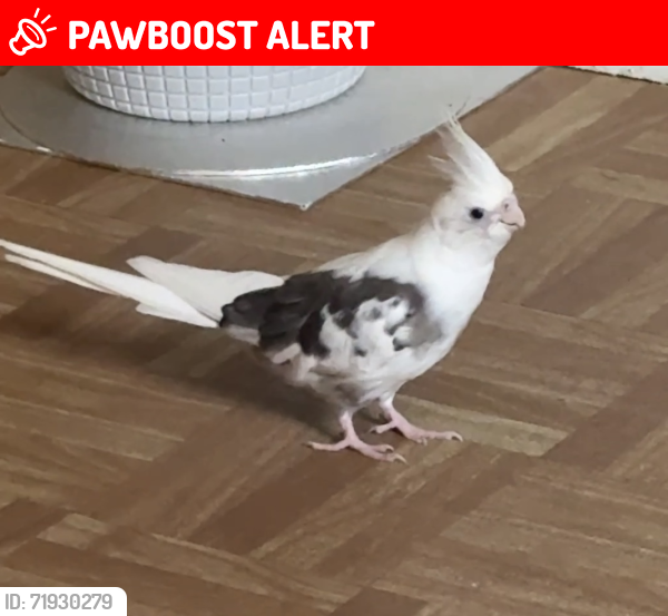 Lost Male Bird last seen woolwich road,Bexleyheath, Greater London, England 