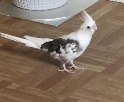 Lost Male Bird last seen woolwich road,Bexleyheath, Greater London, England 