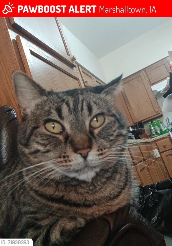Lost Female Cat last seen S.Center St., Marshalltown, IA 50158