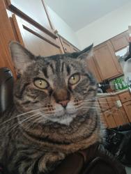 Lost Female Cat last seen S.Center St., Marshalltown, IA 50158