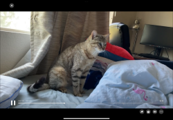 Lost Female Cat last seen orchard hill way, Elk Grove, CA 95757