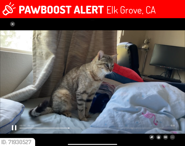 Lost Female Cat last seen orchard hill way, Elk Grove, CA 95757
