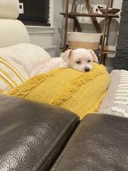 Reunited Female Dog last seen Van zandt ave, Douglaston parkway , Queens, NY 11362