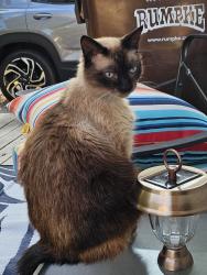 Lost Male Cat last seen Columbia , Mason, OH 45040