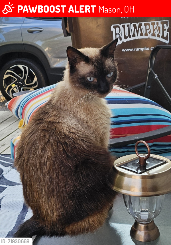 Lost Male Cat last seen Columbia , Mason, OH 45040