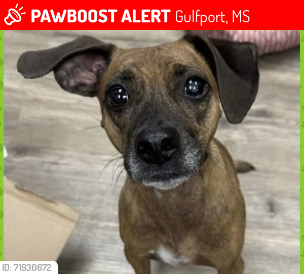 Lost Female Dog last seen Three rivers road , Gulfport, MS 39501